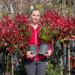 Červienka Fraserova (Photinia × fraseri) ´LITTLE RED ROBIN´ - výška: 100-130 cm, kont. C7L - NA KMIENKU